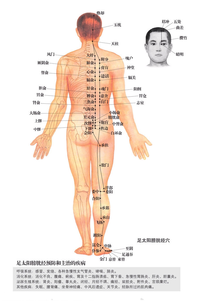 足太陽膀胱經穴位圖
