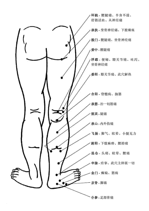 人體腿部背面穴位圖及作用功效