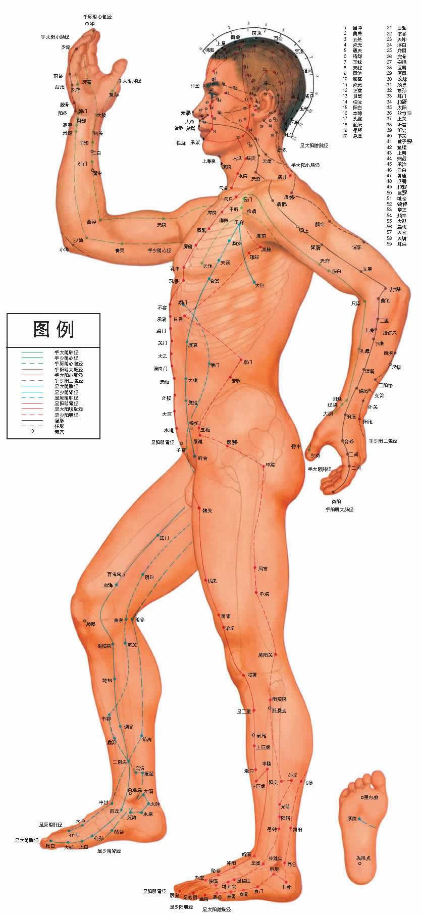 中醫男性人體穴位側面圖掛圖