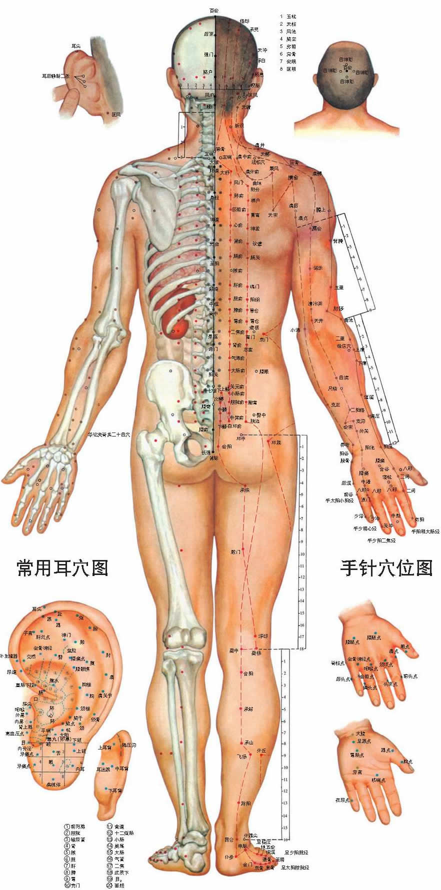 中醫男性人體穴位背面圖掛圖