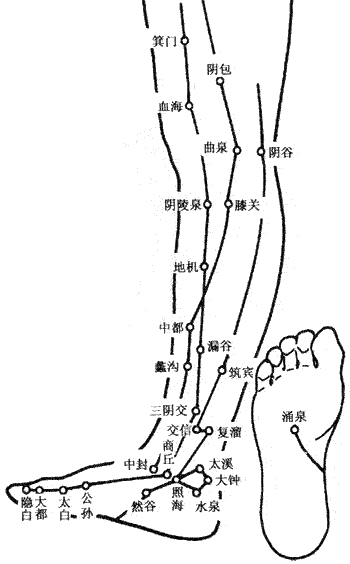 人體腿部腳部內(nèi)側(cè)【穴位圖】