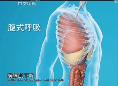 腹式呼吸法 用鼻子下引氣，深吸，沉丹田，橫膈肌下降
