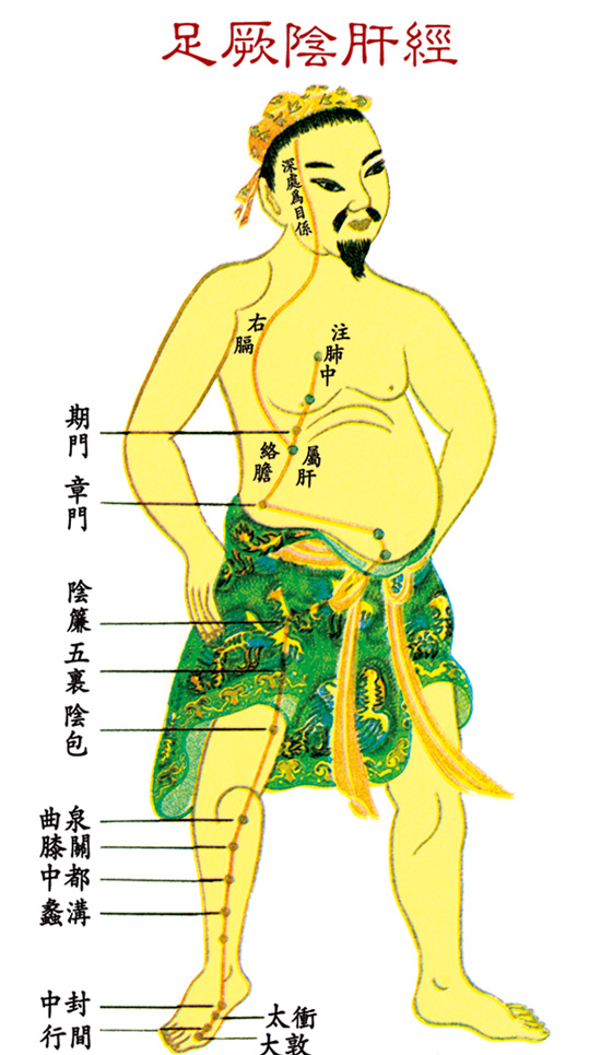 足厥陰肝經