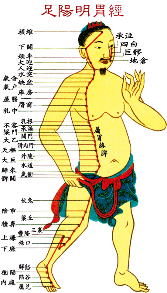 足陽明胃經
