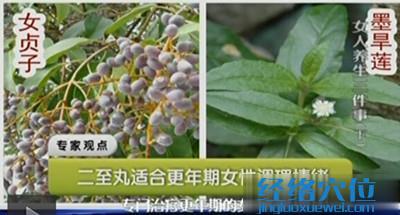 女貞子、墨旱蓮圖片